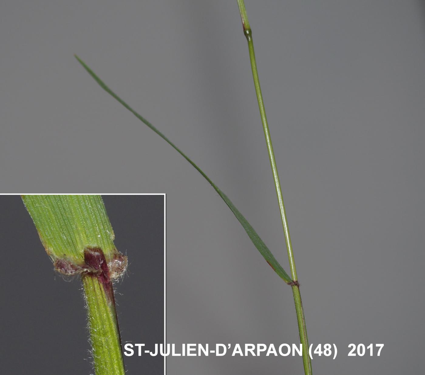 Sweet vernal grass leaf